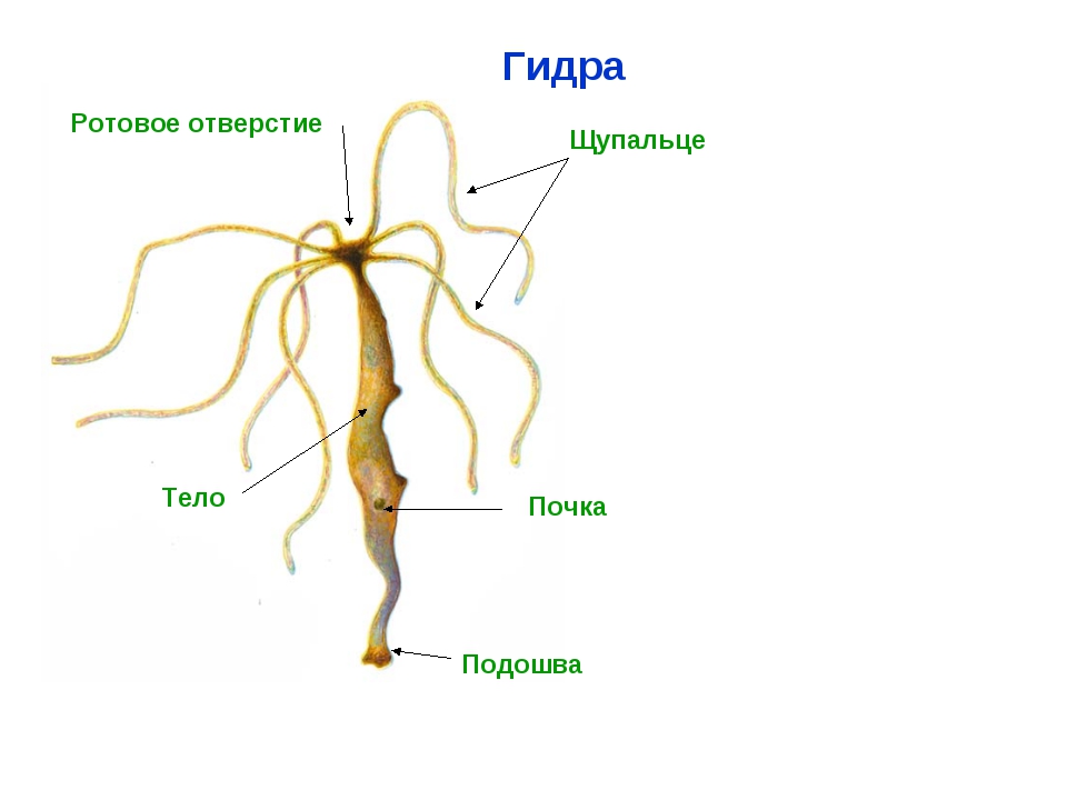 Kraken рабочее зеркало onion